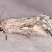 Leucocnemis variabilis - Photo (c) Gary Nunn, μερικά δικαιώματα διατηρούνται (CC BY-NC), uploaded by Gary Nunn