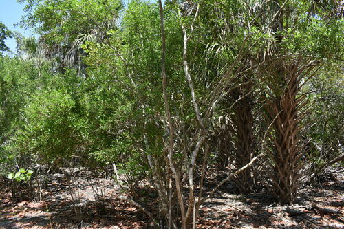 Image of Forestiera segregata by (c) Kristály Cravens-Liszak, some rights reserved (CC BY)