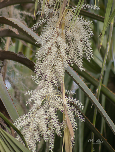 Washingtonia robusta