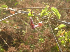 Aristolochia taliscana