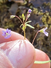Tonella tenella