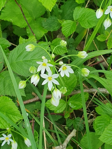 Image of Allium pendulinum by (c) Andrea Meucci, some rights reserved (CC BY-SA)