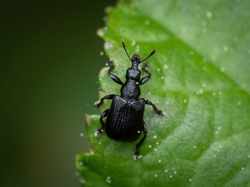 Birch Leaf-rolling Weevil