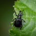 Birch Leaf-rolling Weevil - Photo (c) Christian Sørensen, some rights reserved (CC BY-NC), uploaded by Christian Sørensen