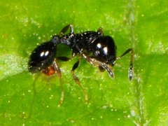 Temnothorax longispinosus