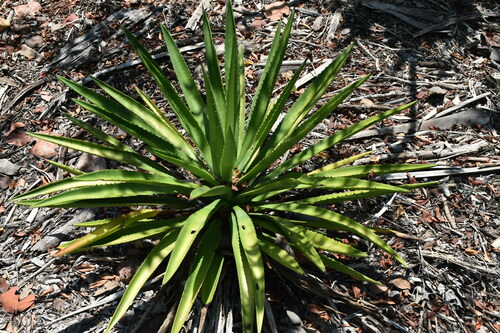 Image of Agave decipiens by (c) Kristály Cravens-Liszak, some rights reserved (CC BY)