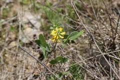 Thermopsis mollis