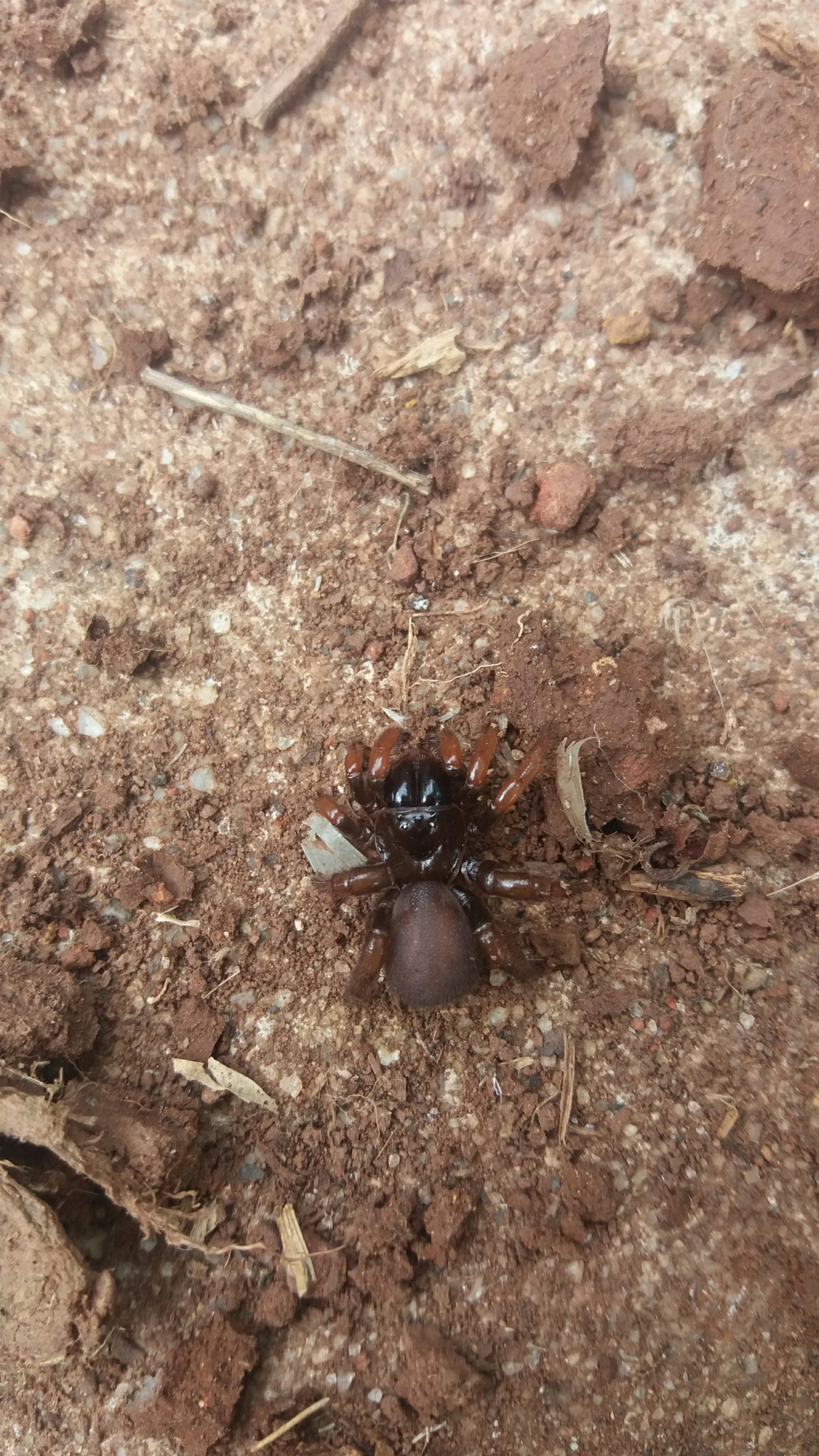Actinopus robustus (O.Pickard-Cambridge, 1892)