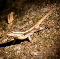 Sceloporus variabilis marmoratus