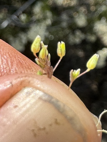 Sabulina pusilla observed 2024-05-07