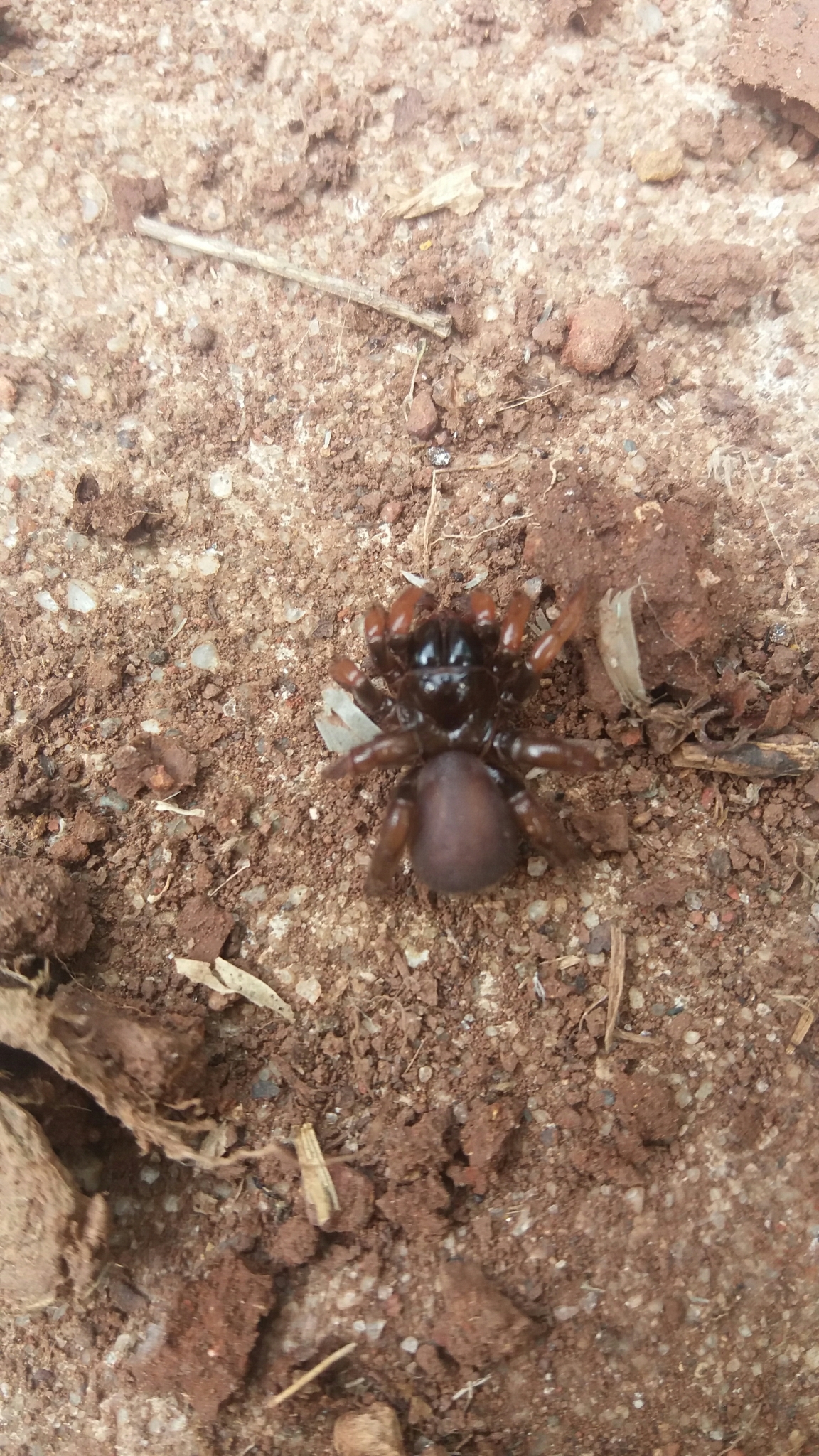 Actinopus robustus (O.Pickard-Cambridge, 1892)