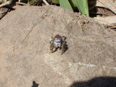 Habronattus decorus