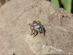 Habronattus decorus