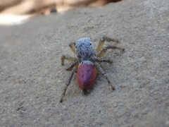 Habronattus decorus