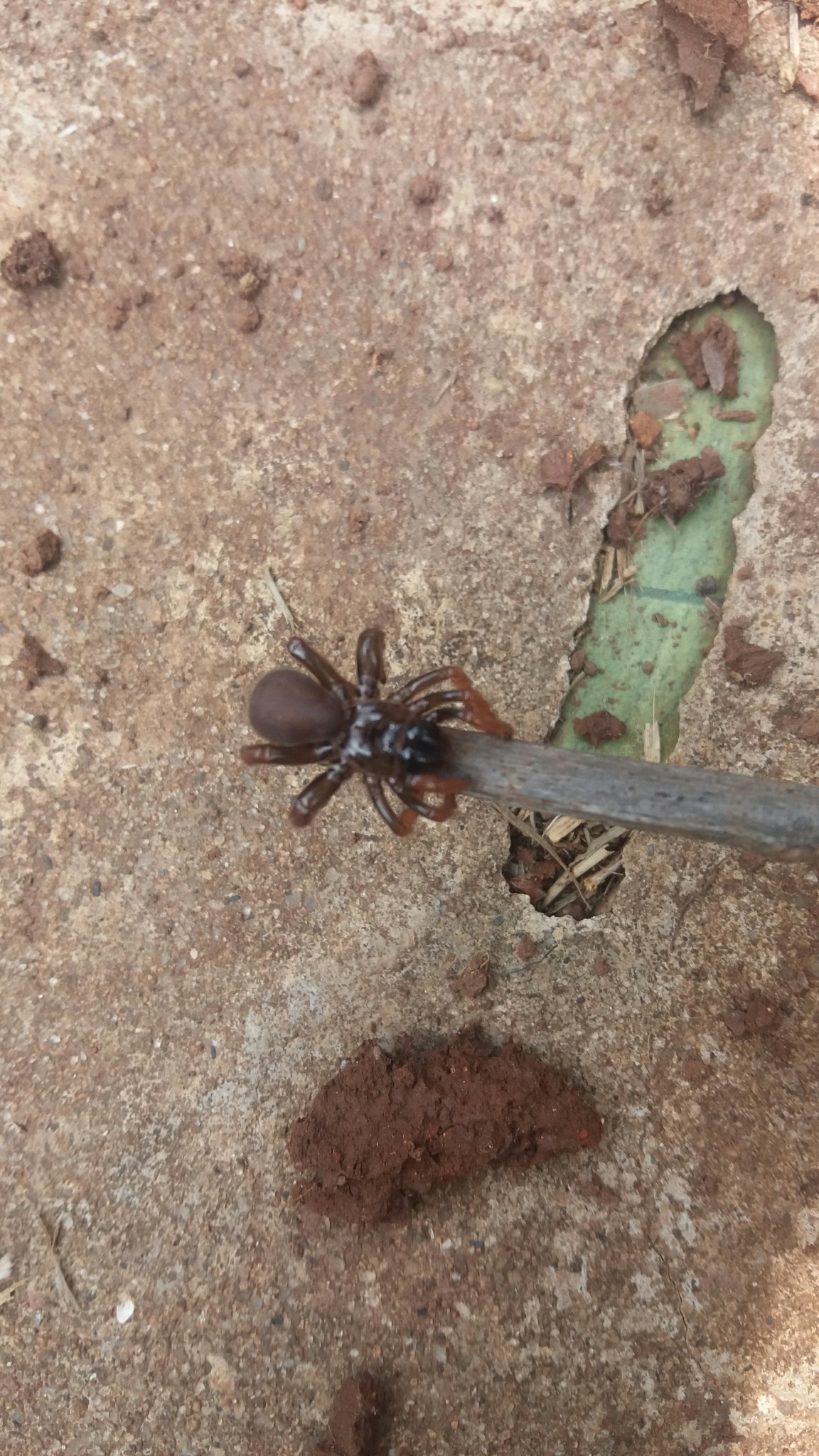 Actinopus robustus (O.Pickard-Cambridge, 1892)