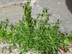 Sagina procumbens