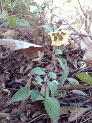 Physalis chenopodifolia