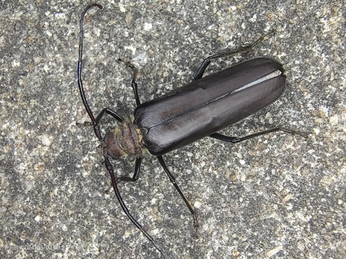 Spinimegopis delahayei