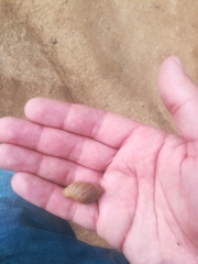 Plectostylus peruvianus