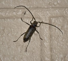 Susuacanga stigmatica