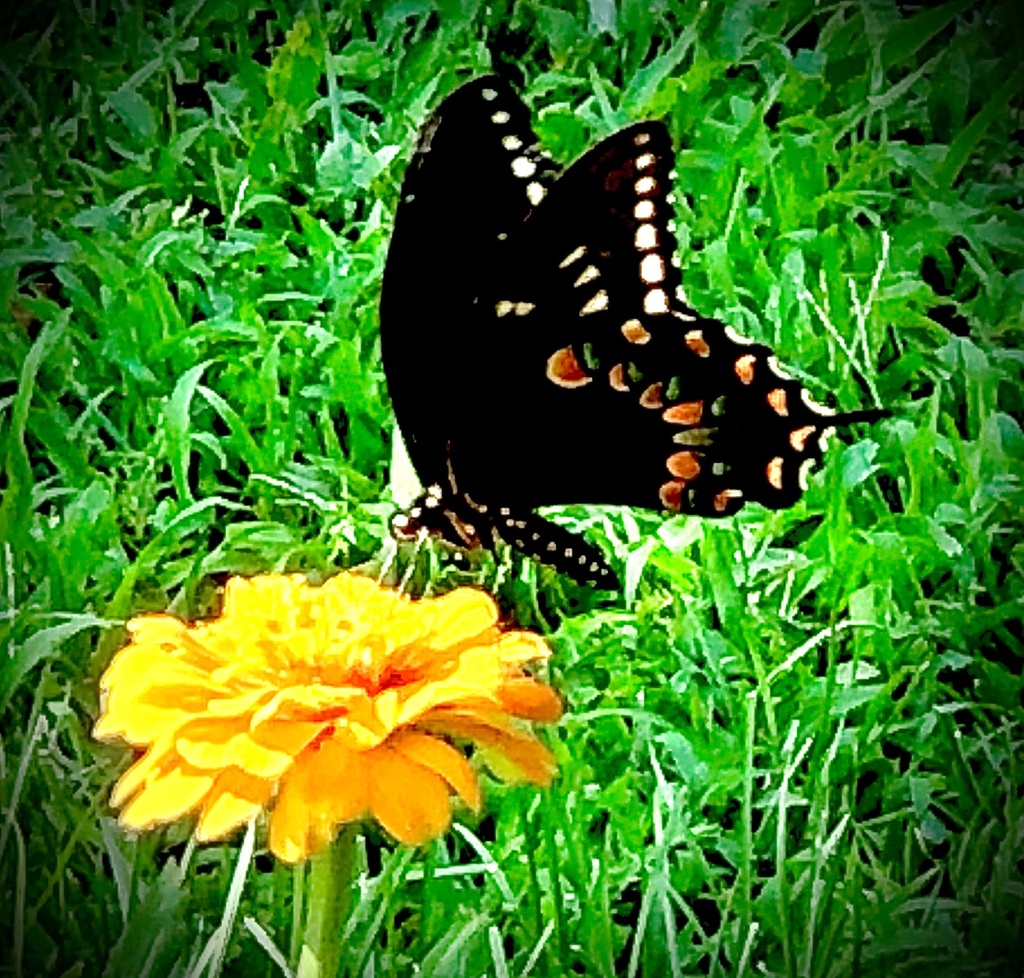 Spicebush Swallowtail from Hogskin Valley Rd, Washburn, TN, US on July ...