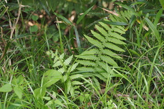 Phegopteris decursive-pinnata
