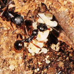 Aphaenogaster picea