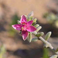 Krameria cistoidea