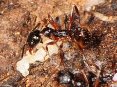 Aphaenogaster picea