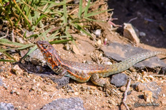 Liolaemus zapallarensis