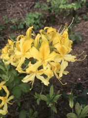 Rhododendron luteum