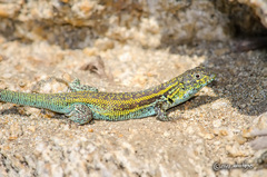 Liolaemus zapallarensis