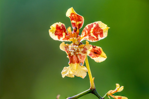Retusum Orchid