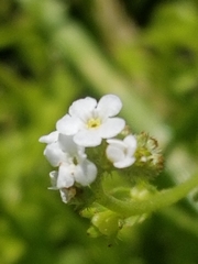 Plagiobothrys bracteatus