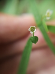 Euphorbia montereyana