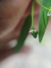 Euphorbia montereyana