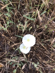 Calystegia subacaulis
