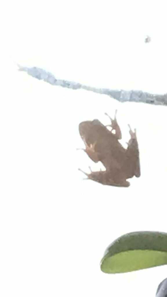 Tree Frogs and Allies in May 2024 by washington_nc. ecoEXPLORE Username