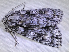 Acronicta marmorata