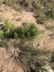 Pelargonium denticulatum