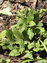 Pulmonaria officinalis