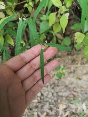 Euphorbia montereyana