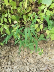 Euphorbia montereyana