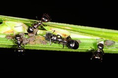 Dolichoderus pustulatus