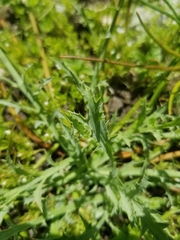 Eryngium aristulatum