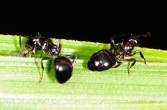 Dolichoderus pustulatus