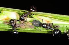 Dolichoderus pustulatus