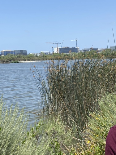iNaturalist observation photo of California bulrush