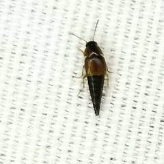 Tachyporus jocosus