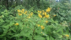 Lysimachia fraseri